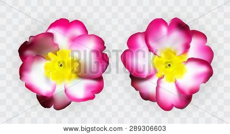 Colorful Naturalistic Pink White Yellow Primula On Transparent Background. Vector Illustration