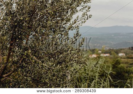 Russian olives on a tree