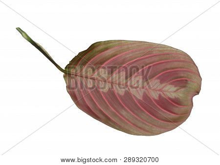Leaf Of Tropical Maranta Plant On White Background