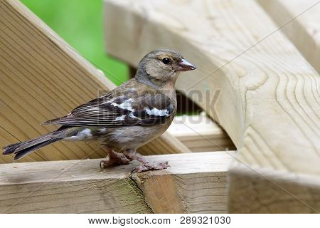 Portrait Of A Common Chaffinch Perching On A Picnic Table