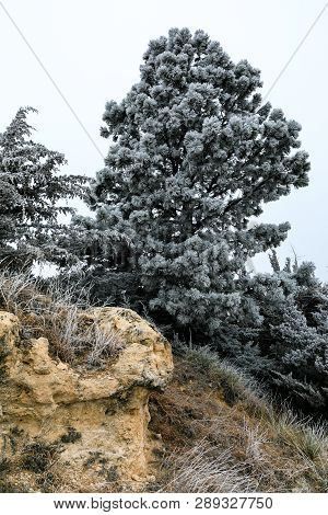 Tree Hangs Closs To The Edge Of A Cliff At The Lake Scott State Park Covered In Frost