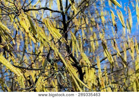 The Young Yellow-green Blooming Long Catkins Waving By The Wind On Alder Tree (alnus) Branches In Ea