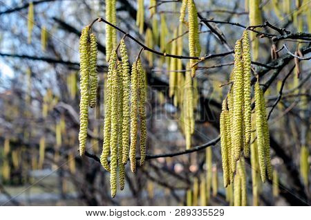 The Young Yellow-green Blooming Long Catkins On Alder Tree (alnus) Branches In Early Spring Season