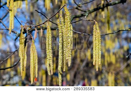 The Young Yellow-green Blooming Long Catkins On Alder Tree (alnus) Branches In Early Spring Season