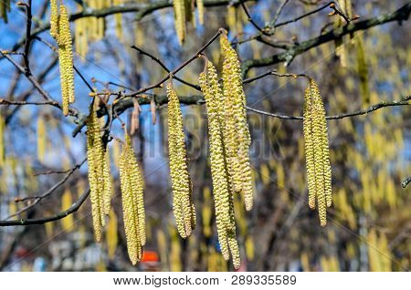 The Young Yellow-green Blooming Long Catkins On Alder Tree (alnus) Branches In Early Spring Season