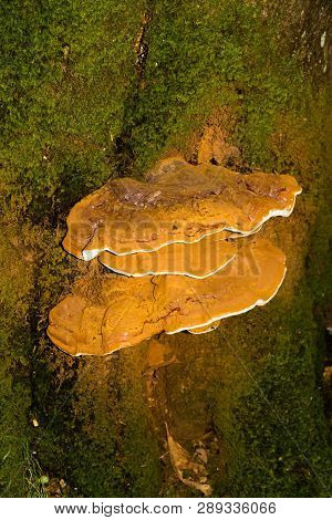 Ganoderma Applanatum Bracket Fungus