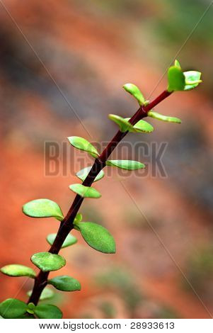 Portulacaria Afra - słoń Busha