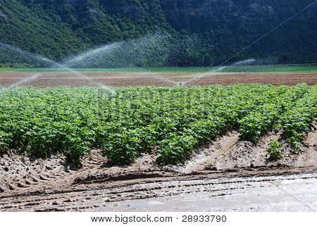 Bewässerung Sprinkler arbeiten auf einer farm