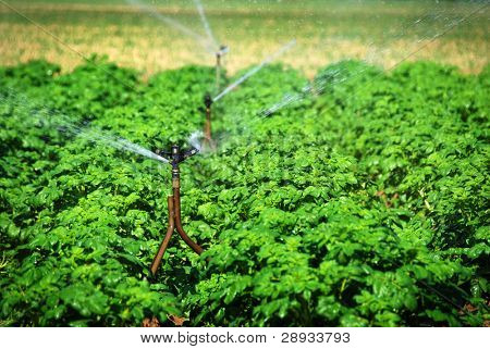 Sprinkler Gießen einem Kartoffelfeld