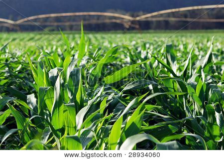 maíz verde con sistema de riego en el fondo