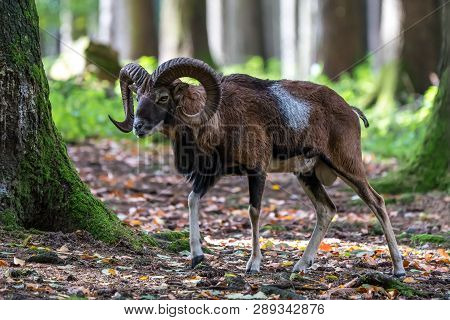 European Mouflon, Ovis Orientalis Musimon. Wildlife Animal.
