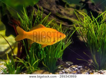 Gold Colored Fish Swimming In The Water, Popular Aquarium Pet, Ornamental Fish