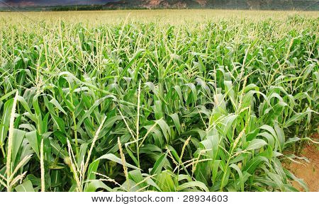 เพาะปลูกข้าวโพดเลี้ยงสัตว์