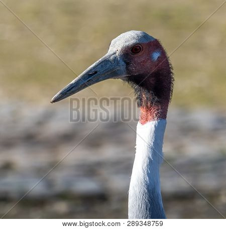 Sarus Crane, Grus Antigone Also Known As Indian Sarus Crane