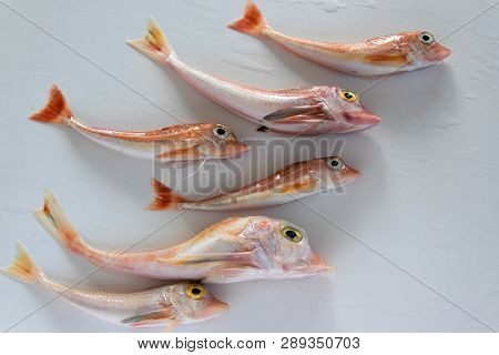 Brightly Colored Sea Fish - Red Gurnard, On White Background
Scientific Name: Chelidonichthys Cuculu