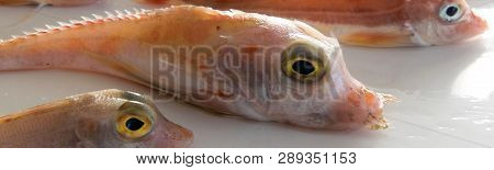 Brightly Colored Sea Fish - Red Gurnard, On White Background
Scientific Name: Chelidonichthys Cuculu
