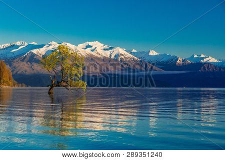 The famous Lonely tree of Lake Wanaka and snowy Buchanan Peaks, South Island, New Zealand