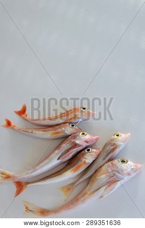 Brightly Colored Sea Fish - Red Gurnard, On White Background
Scientific Name: Chelidonichthys Cuculu