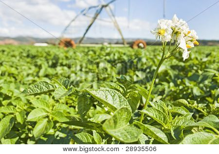 Kartoffel Pflanze in der Blume mit Bewässerung-System im Hintergrund