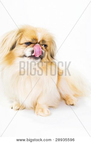 Grande cão pequinês e spaniel japonês eyed lambendo seu nariz