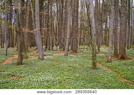 Spring Awakening: Forest Of Hornbeams (carpinus Betulus) And Soil Covered With Flowering Anemones (a