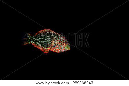 Ornate Leopard Wrasse Fish In Coral Reef Aquarium Tank