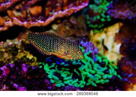 Ornate Leopard Wrasse Fish In Coral Reef Aquarium Tank