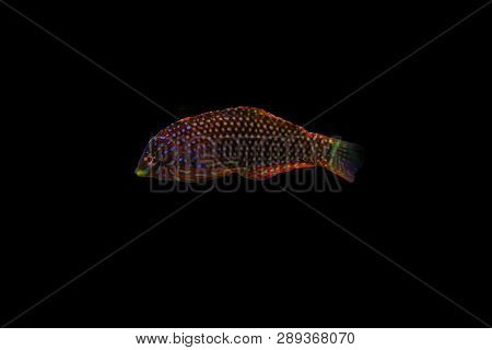 Ornate Leopard Wrasse Fish In Coral Reef Aquarium Tank
