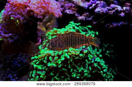 Ornate Leopard Wrasse Fish In Coral Reef Aquarium Tank