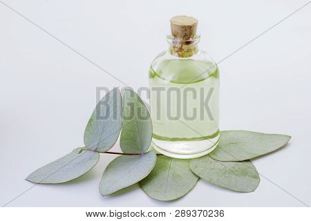 Oil And Eucalyptus Leaves Isolated On White Background - Eucalyptus Deglupta