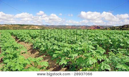 Kartoffelfeld auf einer farm