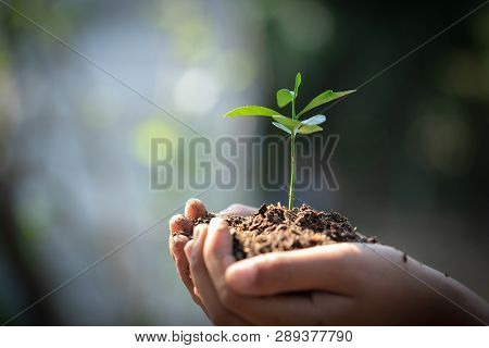 Environment Earth Day In The Hands Of Trees Growing Seedlings. Bokeh Green Background Female Hand Ho