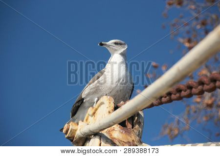 Pearched seagul by the water, nature photography, larus argentatus