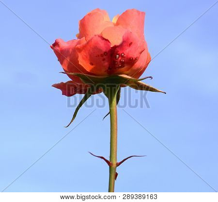 Single Isolated Rose On Blue Background Close Up.