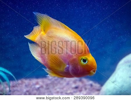 Red Parrot Aquarium Fish In Blue Water.