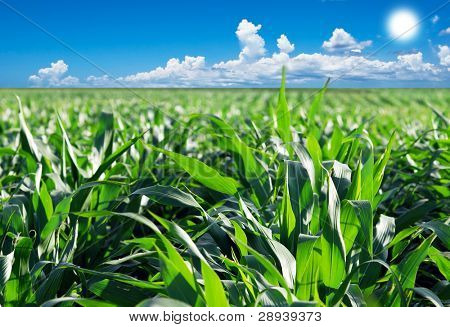 Campo de maíz verde con cielo dramático