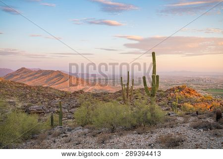 View Of Phoenix With  Saguaro Cactus
