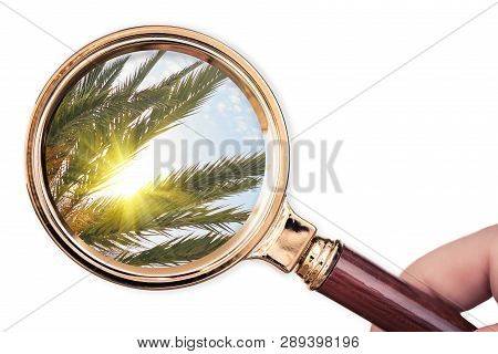 Palm Tree In The Magnifying Glass. Summer Concept
