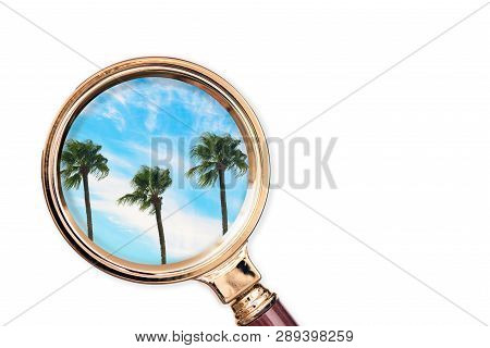 Palm Tree In The Magnifying Glass. Summer Concept