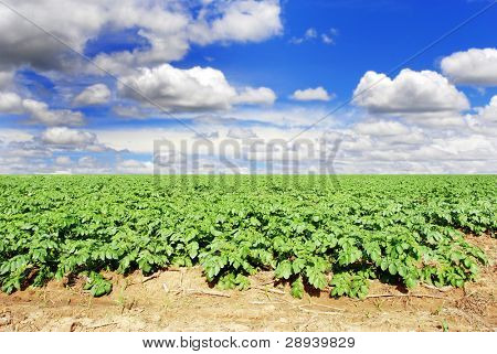 einem Kartoffelfeld mit Himmel und Wolken