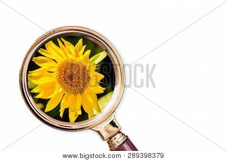 Sunflower In The Magnifying Glass. Concept Of Agriculture And Quality Control