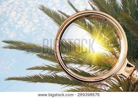 Palm Tree In The Magnifying Glass. Summer Concept