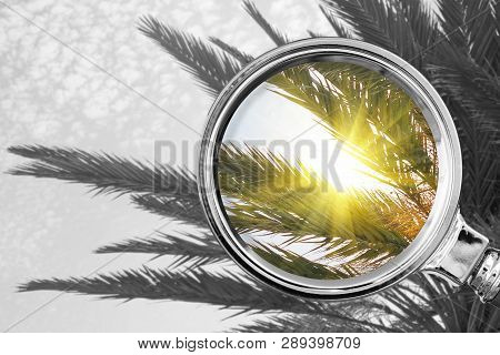 Palm Tree In The Magnifying Glass. Summer Concept