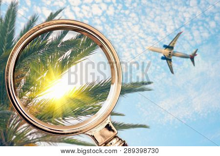 Palm Tree In The Magnifying Glass. Summer Concept