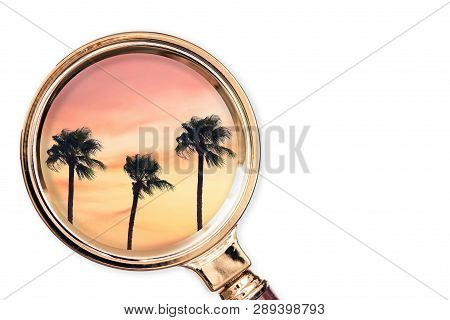 Palm Tree In The Magnifying Glass. Summer Concept