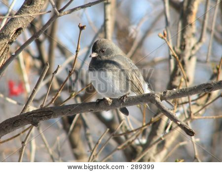 Tummasilmäiset Junco