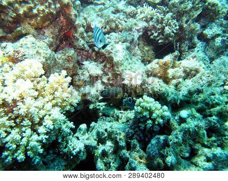 Muraen Fish In The Red Sea. Muraena - Large Serpentine Fish. Small Eyes, Constantly Open Mouth, Shar