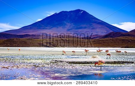 Amazing red Laguna Colorada scenery with flock of beautiful flamingos in mountanious Bolivia