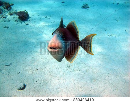 The Triggerfish Is A Beautiful Fish With An Unusual Body Structure. The Fish Of The Triggerfish Are 
