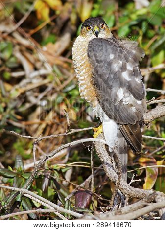 A Sharp-shinned Hawk Sitting In The Brush